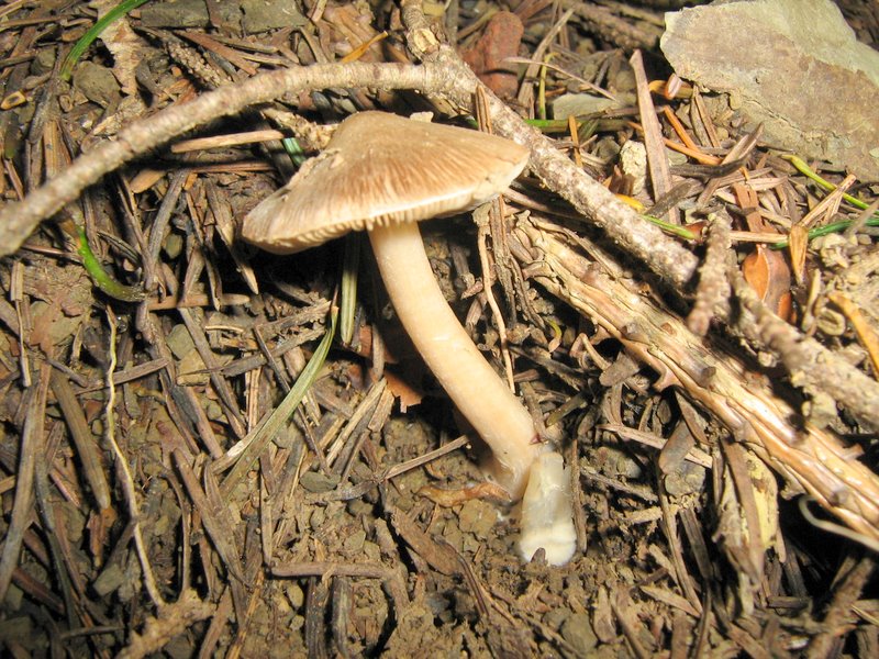 Funghi da Le Piastre